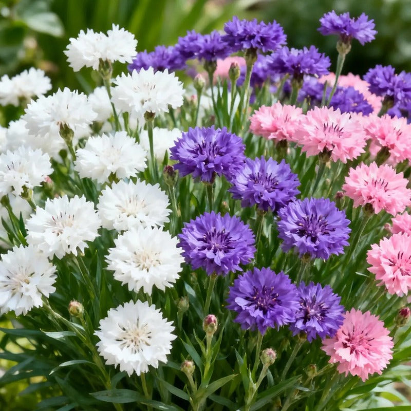 Vintage Mix Kornblumen Samen