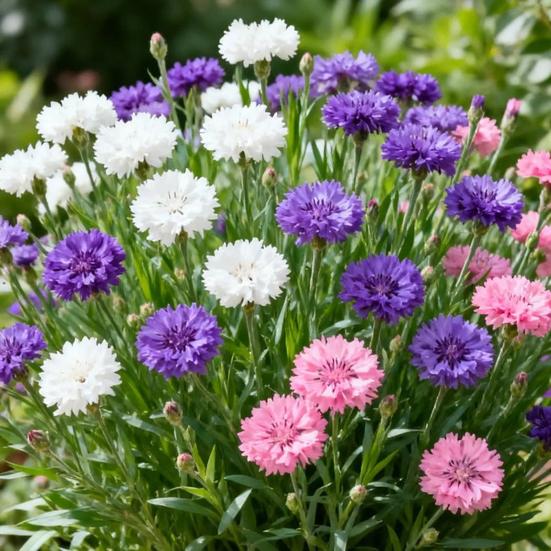 Vintage Mix Kornblumen Samen