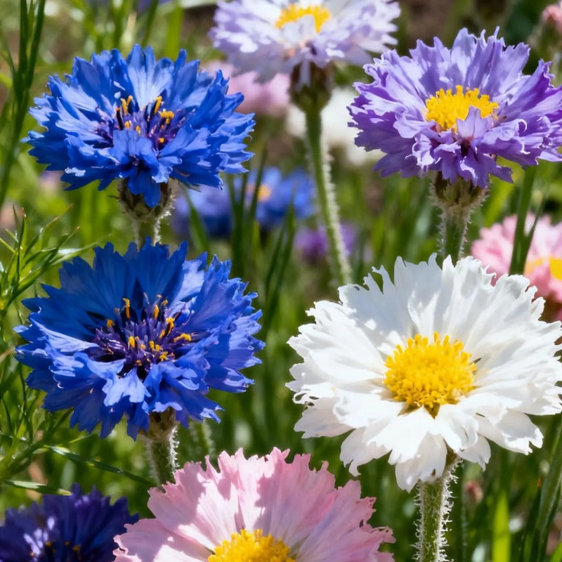 Vintage Mix Kornblumen Samen